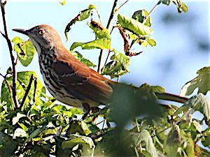 Brown Thrasher